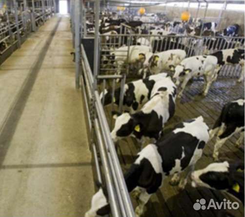 Телята бычки