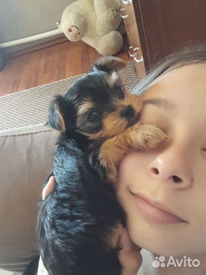 Йоркширский терьер мини