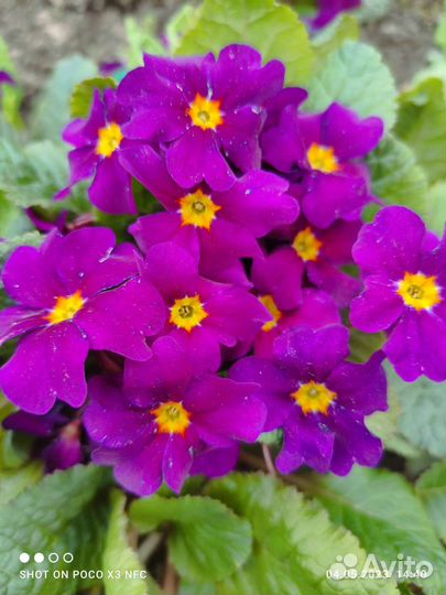 Примулы садовые