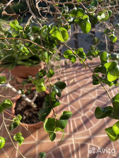 Комнатные цветы фикус Барок взрослый