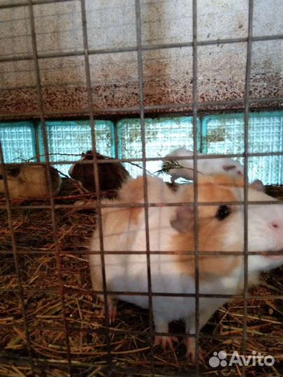 Морская свинка