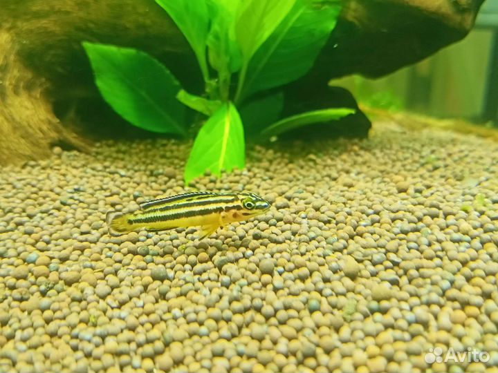 Юлидохромис Регана. Танганьикская цихлида