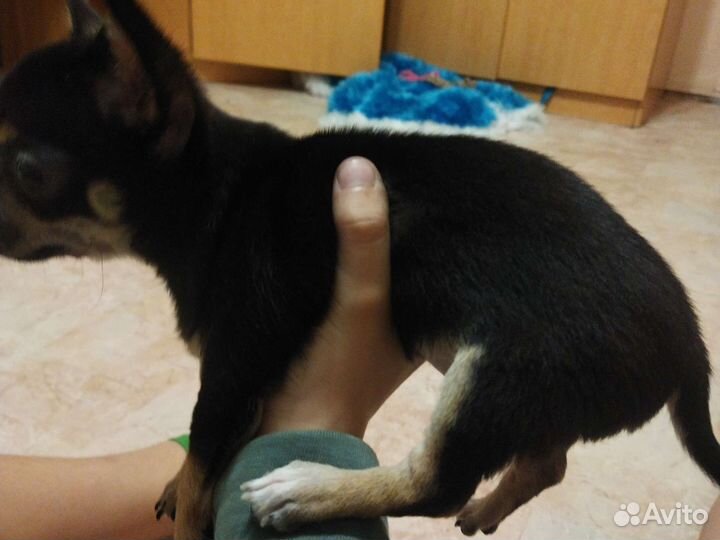 Чихуахуа девочка