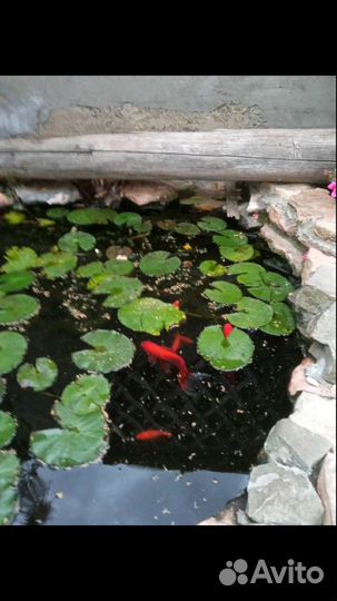 Карась Комета