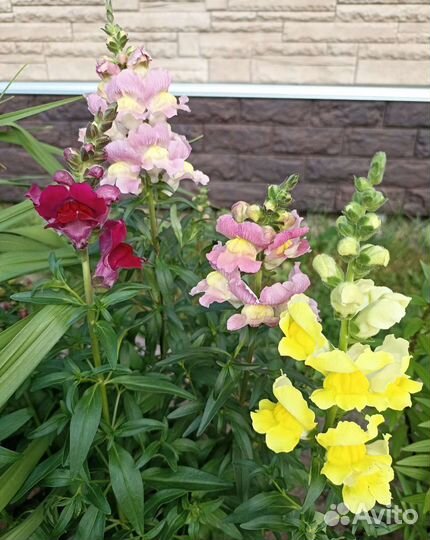 Колокольчик садовый