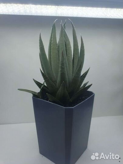 Суккуленты разные