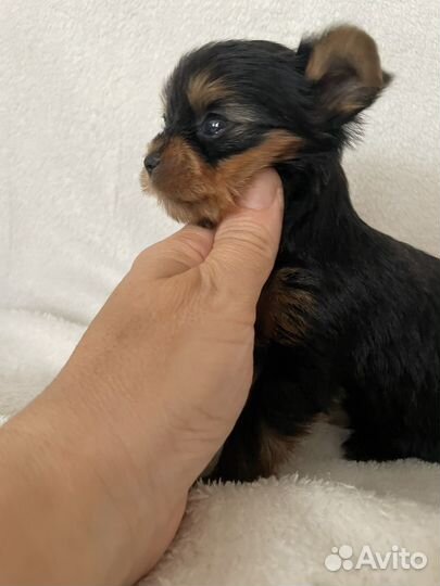 Йоркширский терьер микро мальчик