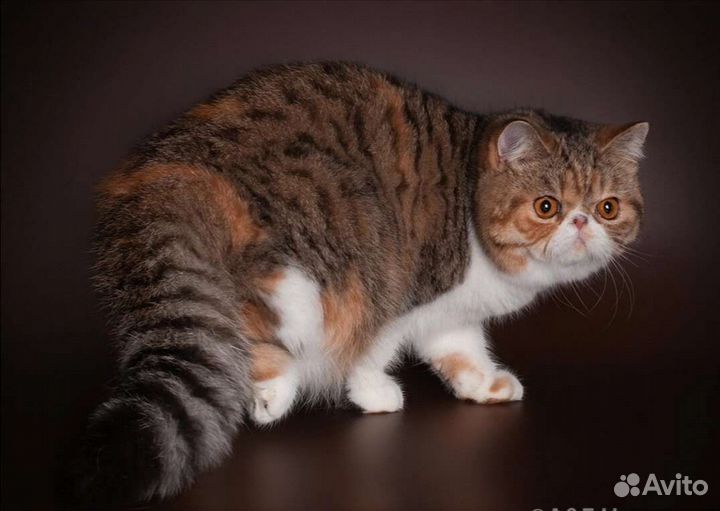 Экзотическая кошка