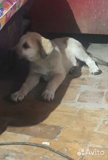 Локи ищет дом