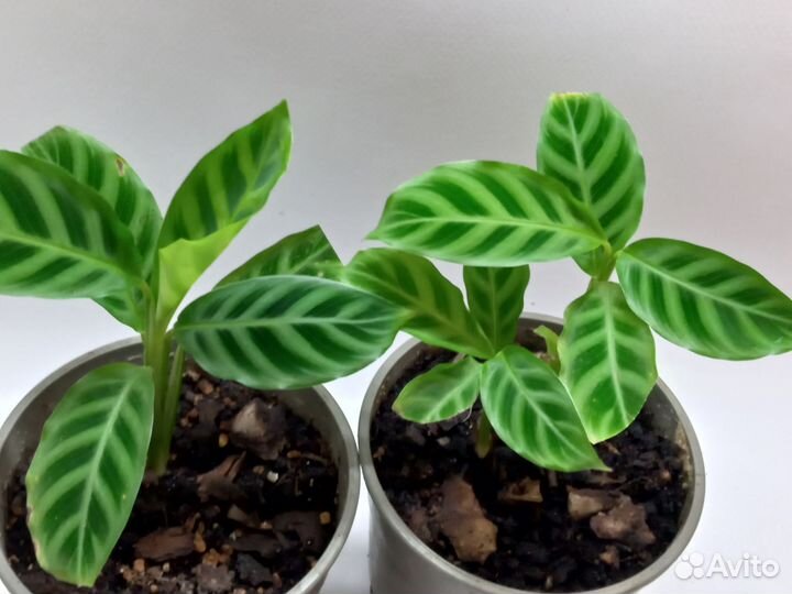 Калатея зебрина