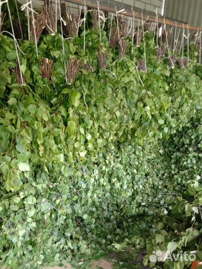 Веники для бани берёза