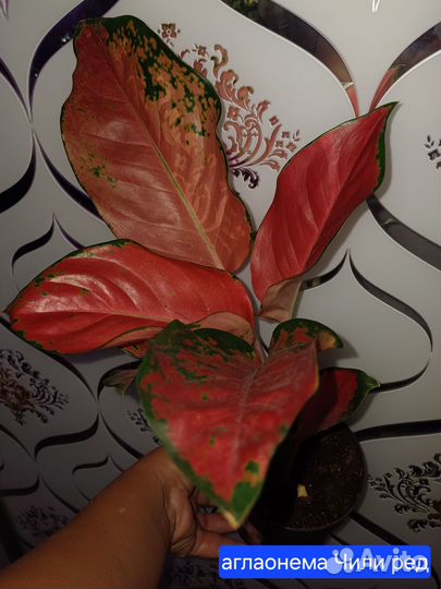 Сортовые аглаонемы