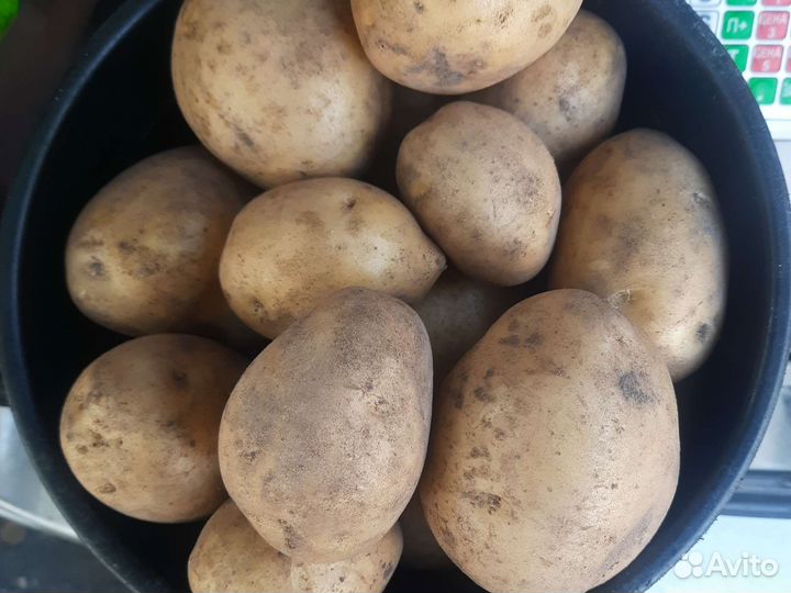 Продам картофель