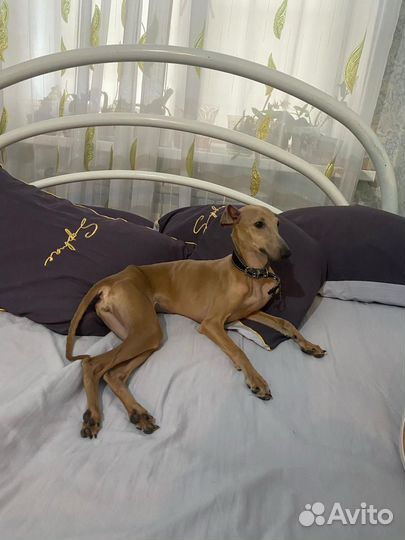 Домашняя передержка животных/зоогостиница