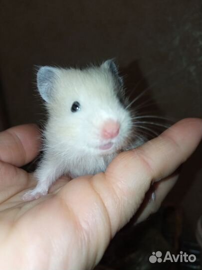 Маленькие хомки ищут дом. Сирийский хомяк