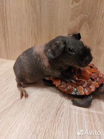 Малыши скинни морские свинки