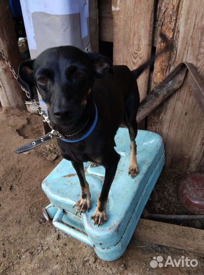 Щенки помесь пинчера