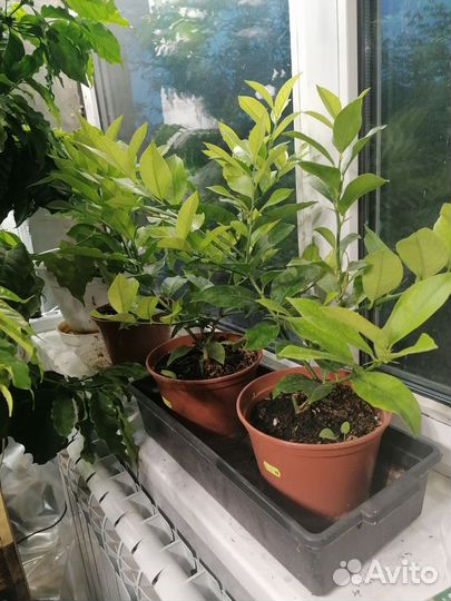 Павловский лимон