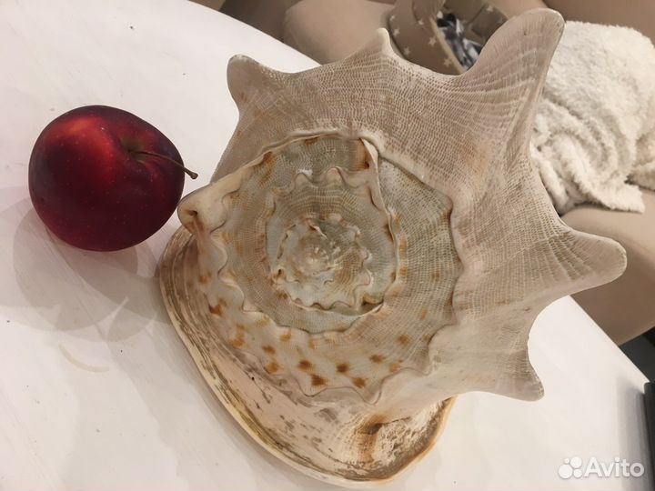 Ракушка большая