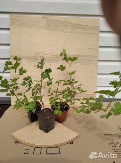 Саженцы крыжовника