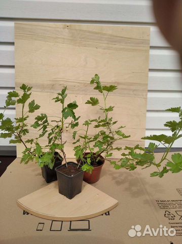 Саженцы крыжовника