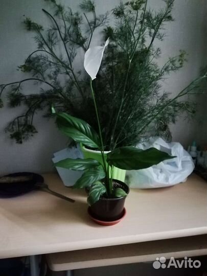 Спатифиллум
