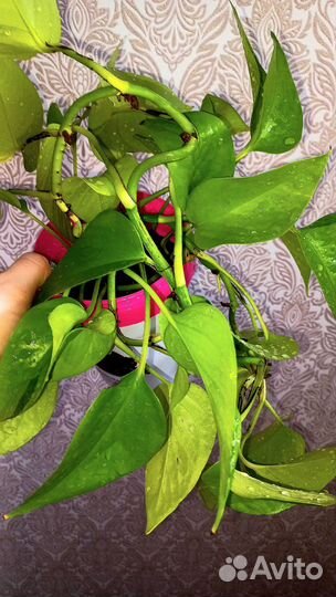 Сциндапсус неон