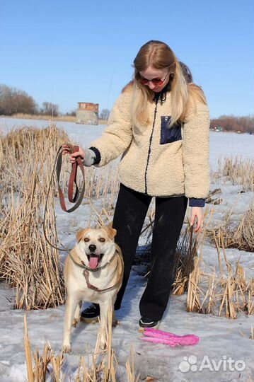 Метис лабрадора в добрые руки