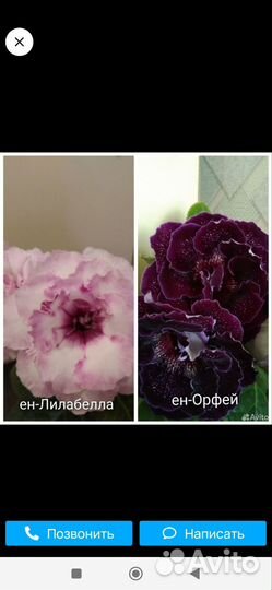 Глоксиния махровая