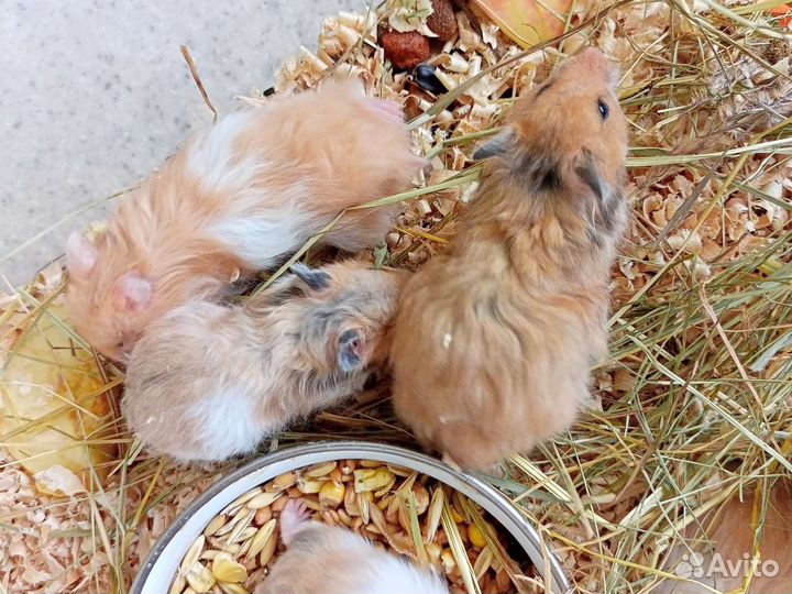 Сирийский хомяк