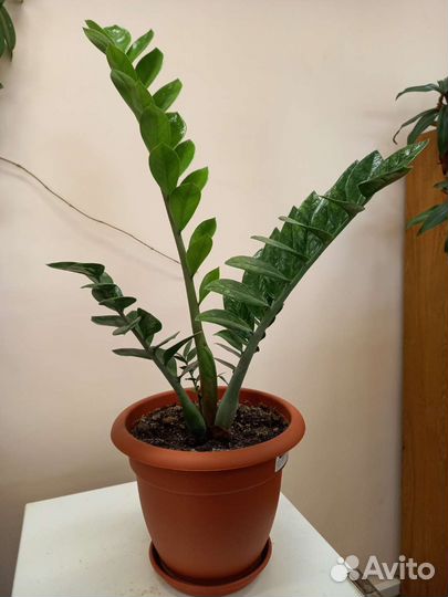 Замиокулькас