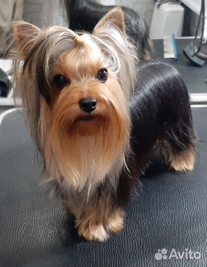 Йоркширский терьер, кобель для вязок