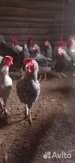 Молодые петушки