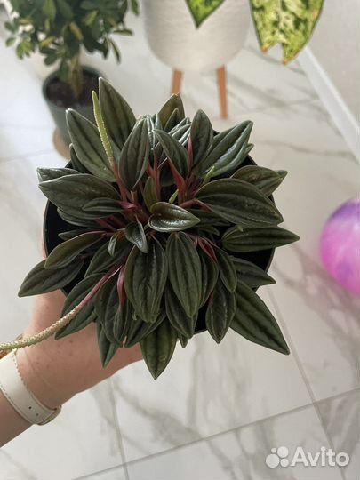 Переромия карерата Россо