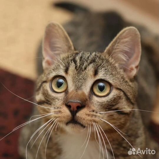 Полосатый котик из приюта