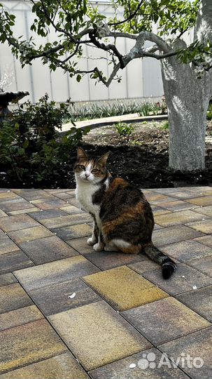 Тротуарная плитка и поребрик заказ от 120 м2