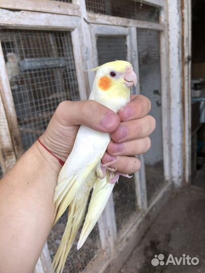 Попугаи-птенцы Корелл, Какариков, Розелл