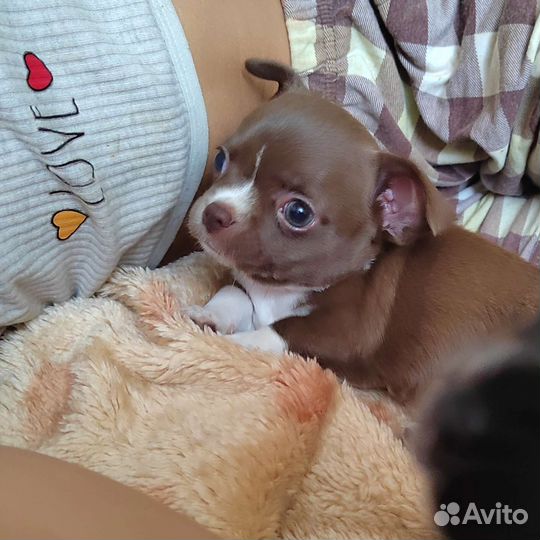 Чихуахуа щенок мальчик РКФ