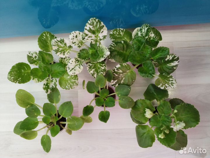 Комнатные цветы