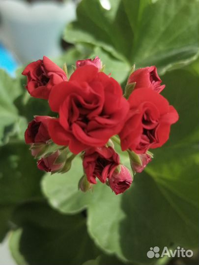 Пеларгония герань, розебудная