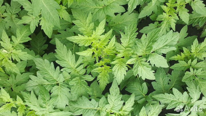 Семена томатов