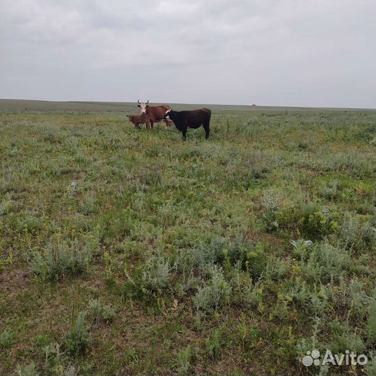 Степные телки