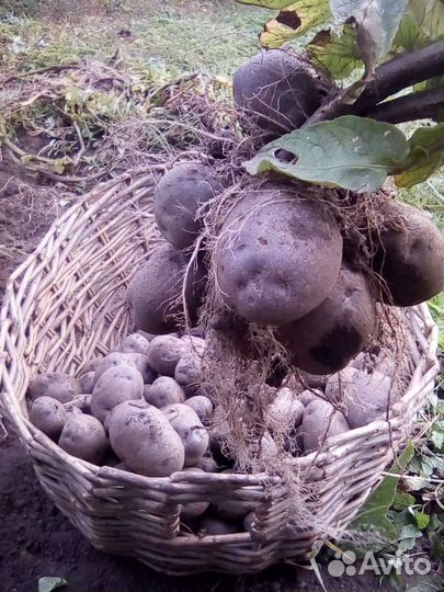 Фиолетовая картошка для посадки сорт Майами