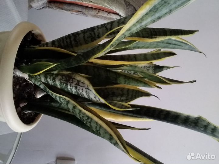 Сансаеверия