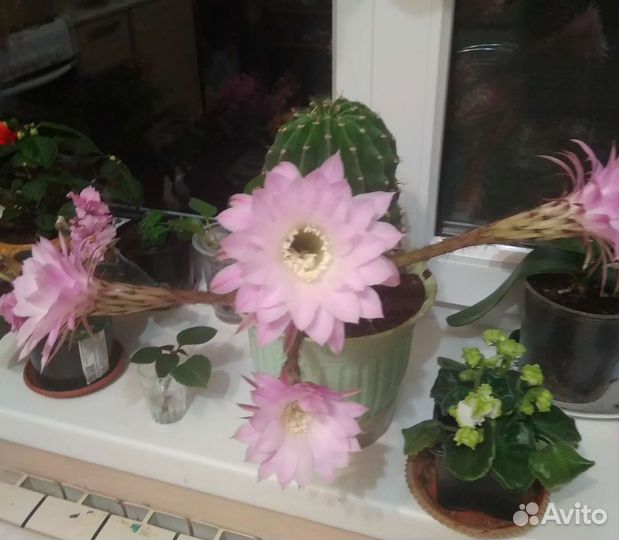 Кактус эхинопсис