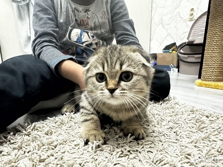 Шотладнка вислоухая