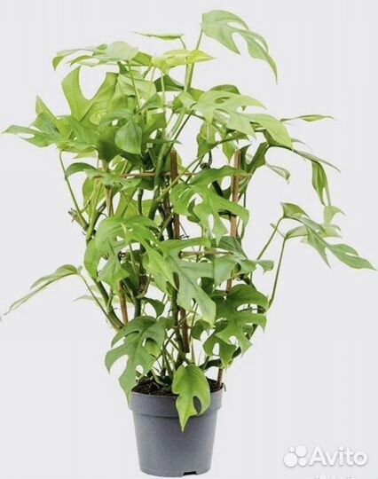 Домашние цветы