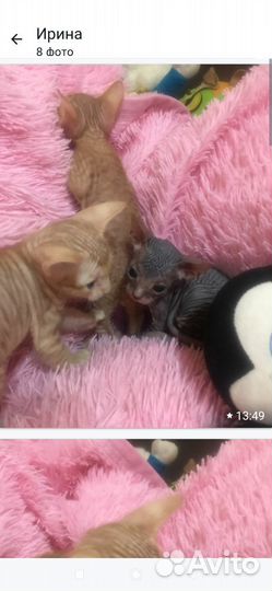 Донской сфинкс котята