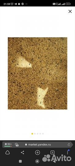 Семена горчицы, сидерат