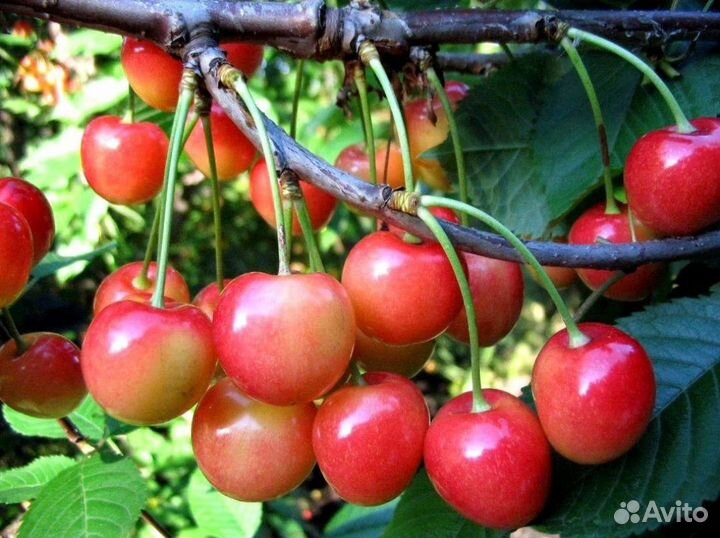 Саженцы морозостойкой черешни